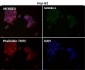 Anti-Caspase-9 CASP9 Rabbit Monoclonal Antibody